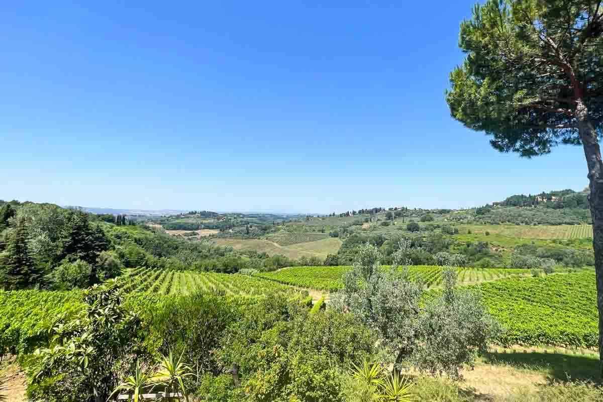 A scenic view of a vineyard with lush green rows of grapevines.