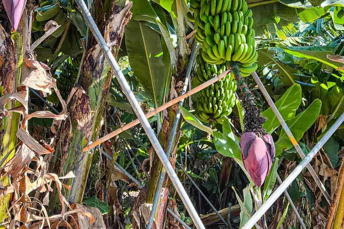 Banana plants with green banana bunches and a large purple flower, supported by metal and wooden poles among dense foliage.